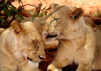 Lion caring each other at Serengeti National Park