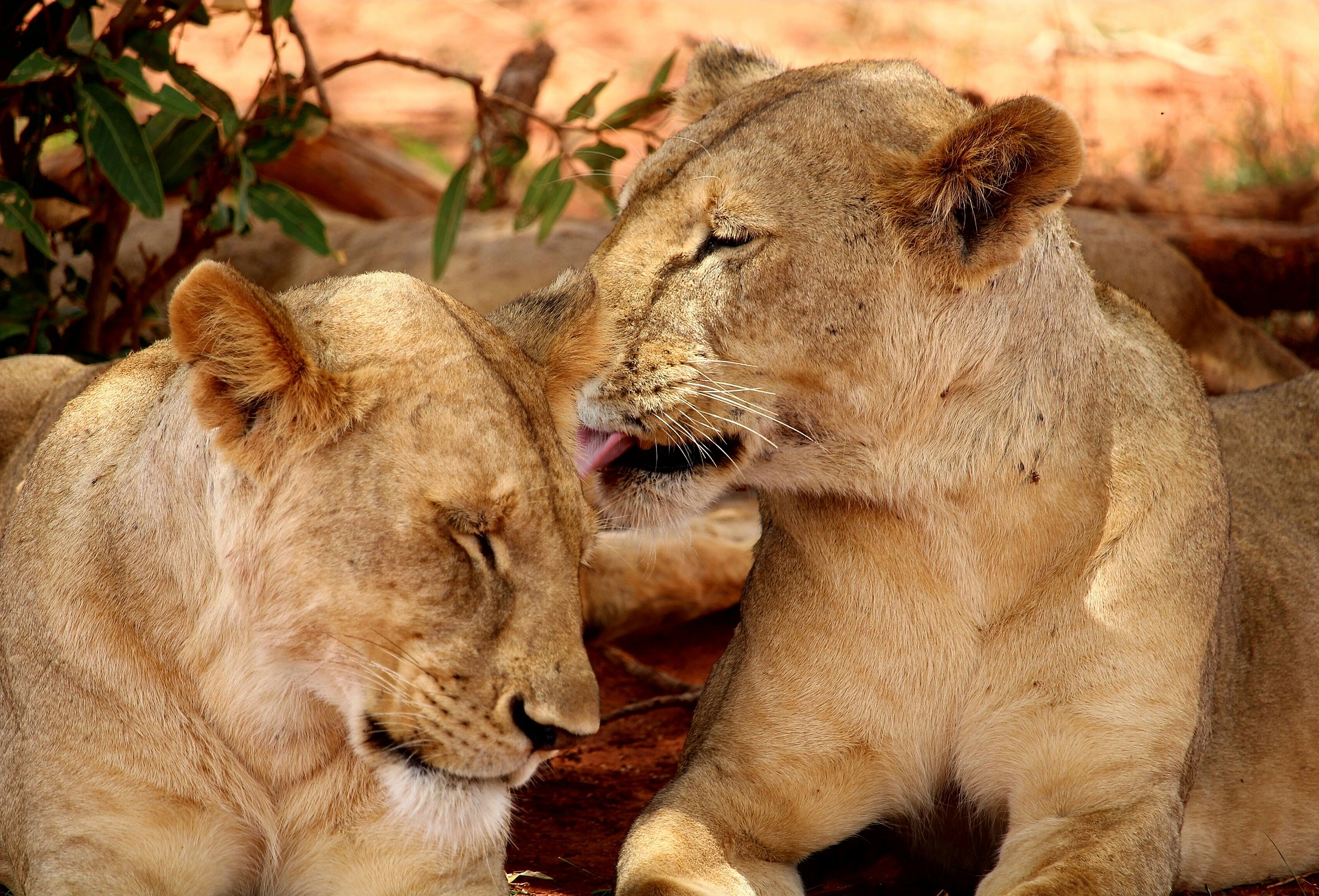 Lion caring each other at Serengeti National Park