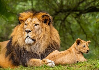 Male Lion and Cat in Serengeti National Park