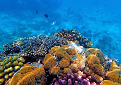 Mnemba Atoll Coral Reef Section in Zanzibar