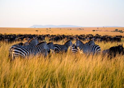 Serengeti Great Migration