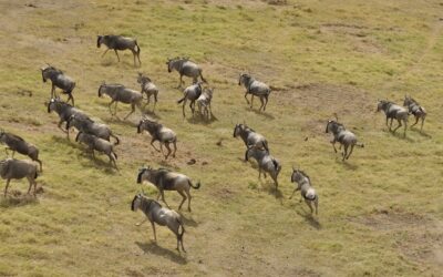 Serengeti Wildebeest Migration Calendar