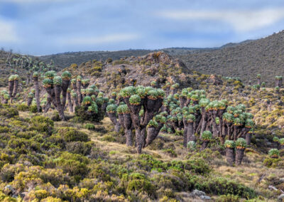 Shira Route Plateau in Kilimanjaro