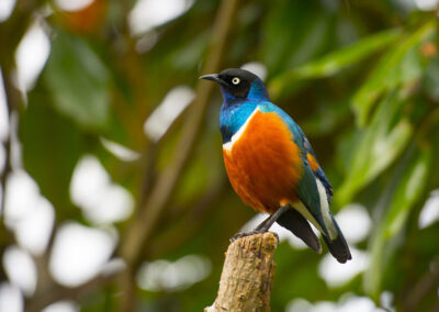 Starling Bird in Tanzania