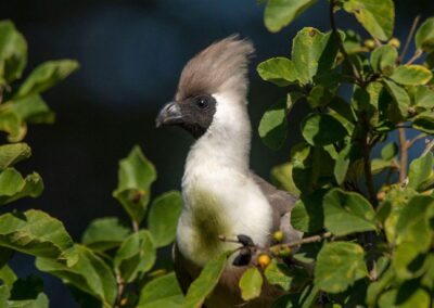 Tarangire National Park Bird Watching