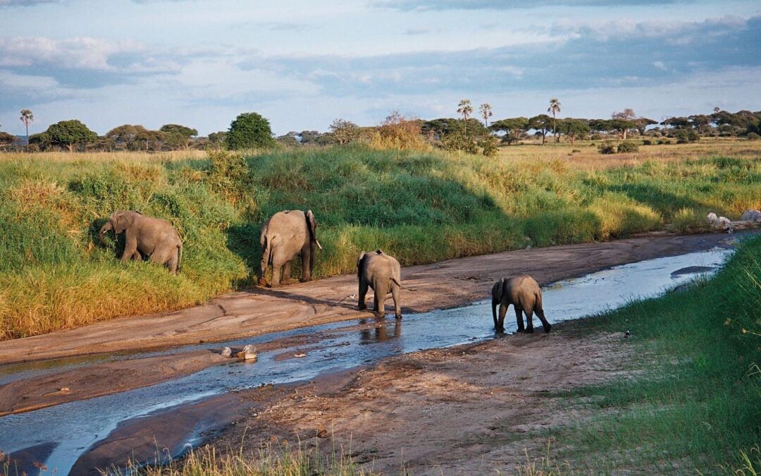 Tarangire National Park Day Trip