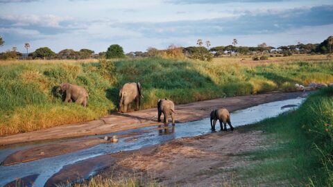 Tarangire National Park Day Trip