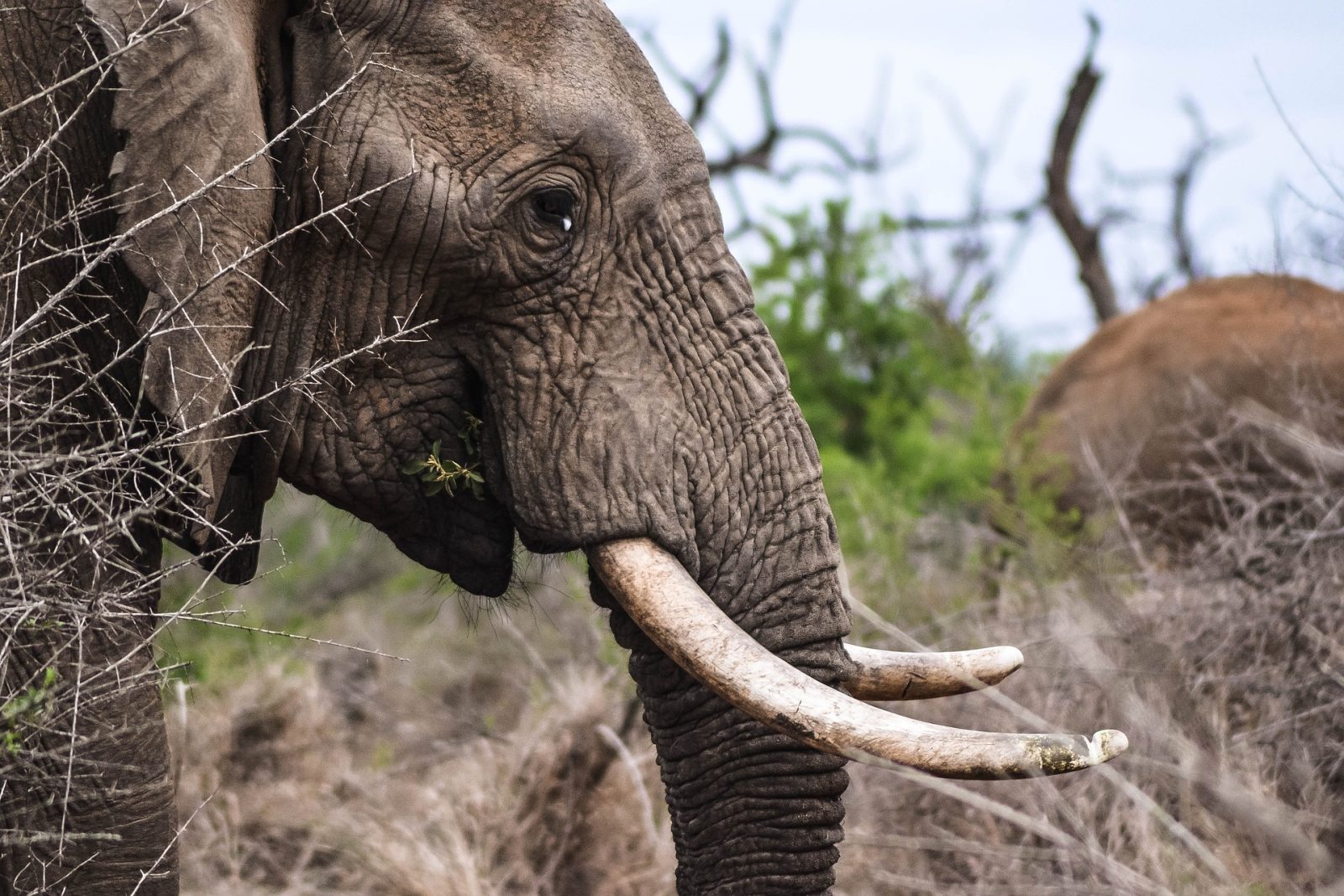 Elephant in Serengeti